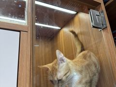 -汤姆宠物(长青北路店)