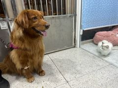 -A猫a狗全科·犬猫异宠·芥西宠物医院(南开总院)