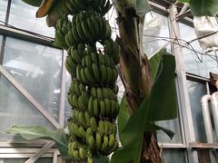 -呀路古热带植物园