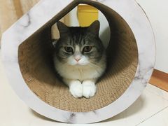-瑞鹏宠物医院·骨科·猫科·内科(第一中心)