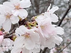 -顾村公园