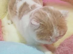 -Bastet sally猫舍购宠(静安店)