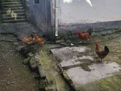 -郭洞古生态村