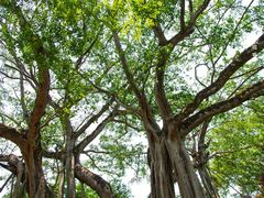 -瑞丽独树成林风景区