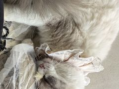 -怪兽屋·羊驼·猫咖·狗咖(俊华广场店)