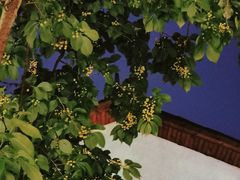 -云里小坐·小院里·团建·宴请·下午茶(三圣乡店)