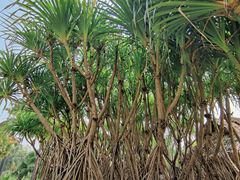 -中国科学院西双版纳热带植物园