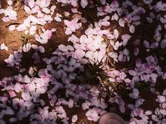 -海棠花溪(元大都城垣遗址公园)