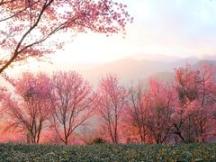 -无量山自然风景保护区