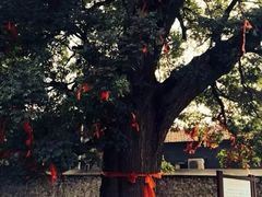 -康陵正德春饼宴26号