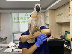 -爱侣宠医·鹦鹉专科·小型哺乳类·异宠专科(灵石路店)