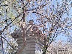 -桃花堤公园