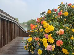 -上海辰山植物园