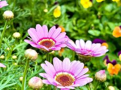 -深圳市中科院仙湖植物园