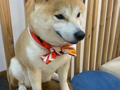 -柴迷FANS CLUB·柴犬狗咖·猫咖