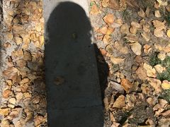 -罗布林卡
