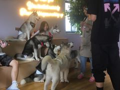 -Husky Go! 哈士奇体验馆·宠物咖啡厅狗咖