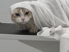 -comecome来吧宠物(奥克斯中心店)