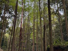 -凤栖山