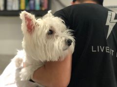 -Oh My Dog宠物沙龙(伊珊娜皮毛护理店)