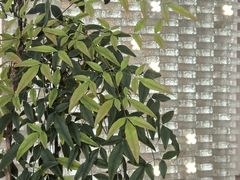 -% Arabica阿拉比卡咖啡(罗湖万象城店)