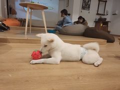 -南京Hallo宠物乐园·哈罗犬舍·柴犬繁育基地