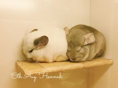 -龙猫仔乐园(惠福东路店)