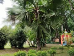-中国科学院西双版纳热带植物园