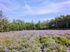 -九龙池景区