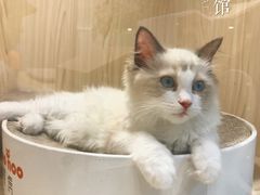 -屋虎猫馆(宝安大仟里店)