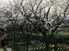 -树山生态村