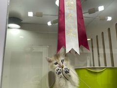 -青奢宠物·青奢猫舍