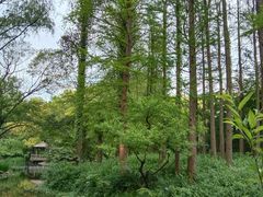 -上海共青森林公园