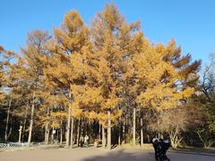 -黑龙江省森林植物园