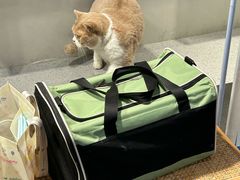 -伟伟宠物医院·CT影像中心·瑞派犬猫综合性门诊(汉口总院)