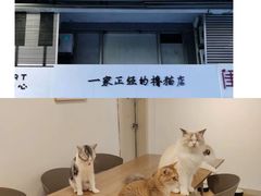 -有喵·猫咖·狗咖·30几只猫10只小狗(岗厦店)