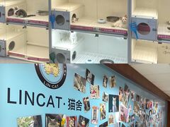-lincat·猫舍(广州店)