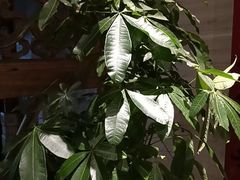 -顺兴老茶馆·精品川菜(世纪城店)
