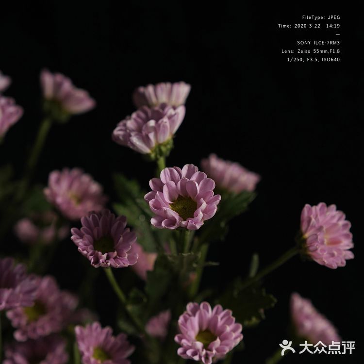 今日份花事 · 关于花的原图