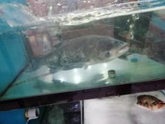 -全乐鱼馆·淳牌有机鱼直营店