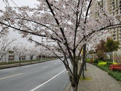 -高东镇樱花园