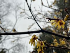 -香雪海