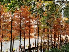 -重庆彩云湖湿地公园