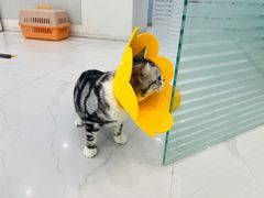 -纳吉亚猫专科动物诊疗中心(蒋宅口分院)