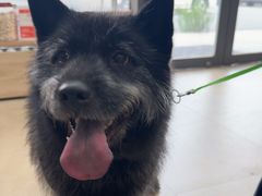 -艾贝尔宠物医院·狂犬免疫点(江山金象城店)