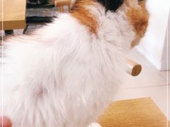 -平行世界·猫咖(首经贸店)