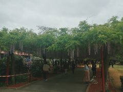 -嘉定紫藤园
