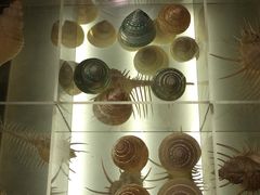 -Behring World of Animals(上海自然博物馆店)