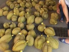 -海吉星市场
