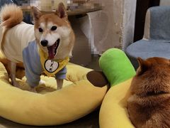 -逗柴咖啡屋·狗咖猫咖宠物桌游